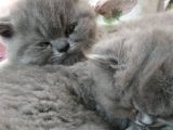 Safkan British Shorthair Yavru Dişi