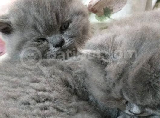 Safkan British Shorthair Yavru Dişi görsel