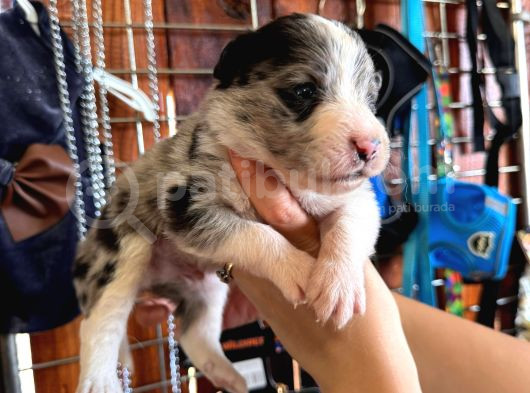 Tricolor Merle Border Collie Yavrularımız görsel