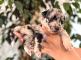 Tricolor Merle Border Collie Yavrularımız