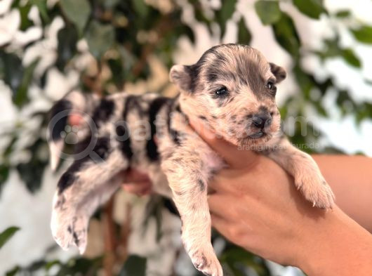 Tricolor Merle Border Collie Yavrularımız görsel