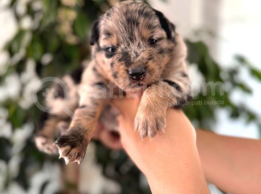 Tricolor Merle Border Collie Yavrularımız görsel