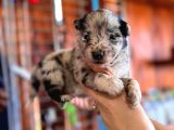 Tricolor Merle Border Collie Yavrularımız