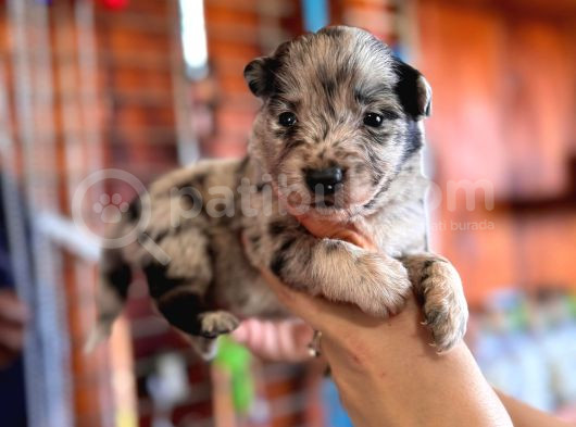 Tricolor Merle Border Collie Yavrularımız görsel