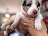 Tricolor Merle Border Collie Yavrularımız