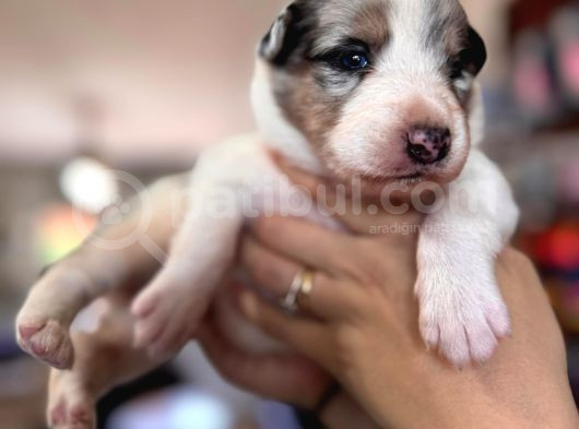 Tricolor Merle Border Collie Yavrularımız görsel