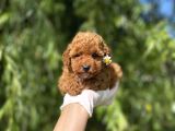 Anne Altından Toy Poodle Yavrular