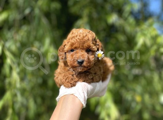 Anne Altından Toy Poodle Yavrular görsel