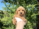 Anne Altından Toy Poodle Yavrular