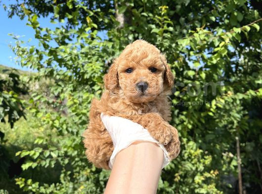 Anne Altından Toy Poodle Yavrular görsel