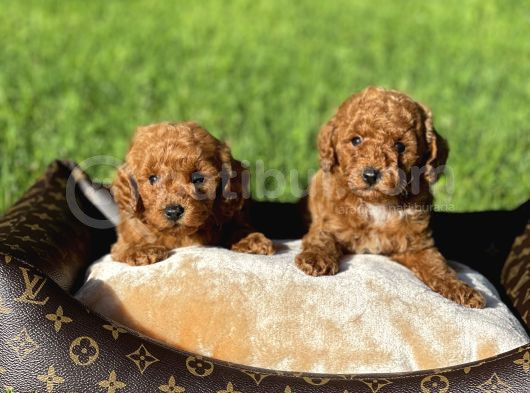 Red Toy Poodle Yavrular Sağlık Garantili görsel