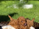 Red Toy Poodle Yavrular Sağlık Garantili