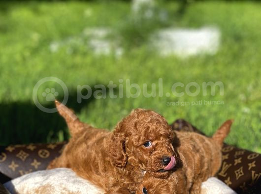 Red Toy Poodle Yavrular Sağlık Garantili görsel