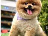 Yetişkin Ayıcık Yüz  Pomeranian Boo 