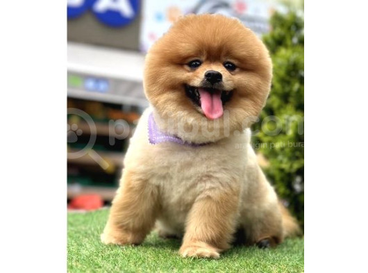 Yetişkin Ayıcık Yüz  Pomeranian Boo  görsel