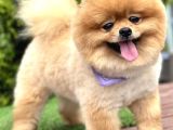 Yetişkin ayıcık yüz  pomeranian boo 