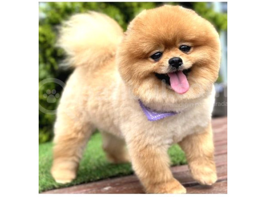Yetişkin Ayıcık Yüz  Pomeranian Boo 