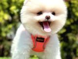 Show güzellikte pomeranian boo yavrular 
