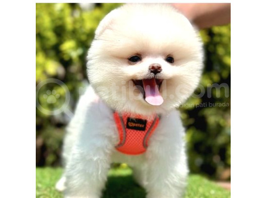 Show Güzellikte Pomeranian Boo Yavrular 