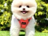 Show Güzellikte Pomeranian Boo Yavrular 