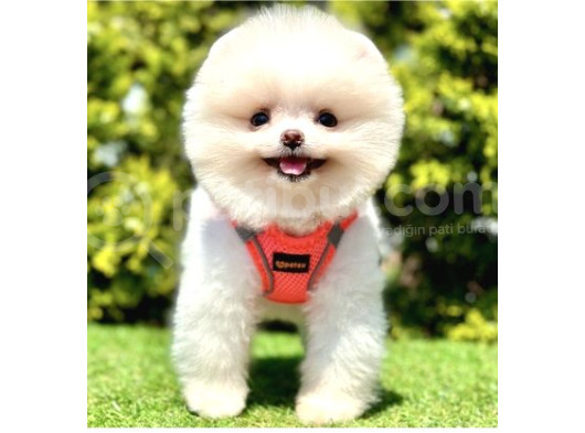 Show Güzellikte Pomeranian Boo Yavrular  görsel