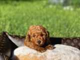 Anne Altından Toy Poodle Yavrular