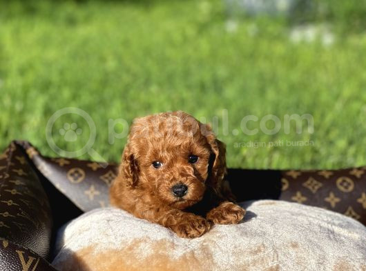 Anne Altından Toy Poodle Yavrular görsel