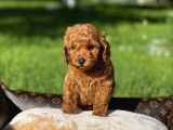 Red Toy Poodle Yavrular Sağlık Garantili