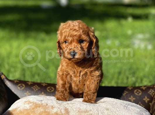 Red Toy Poodle Yavrular Sağlık Garantili görsel