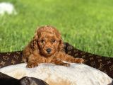 Red toy poodle yavrular sağlık garantili