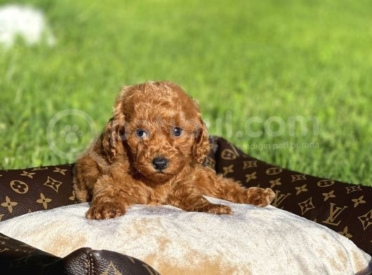 Red Toy Poodle Yavrular Sağlık Garantili