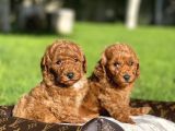 Red Toy Poodle Yavrular Sağlık Garantili