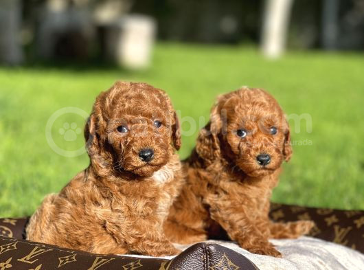Red Toy Poodle Yavrular Sağlık Garantili görsel