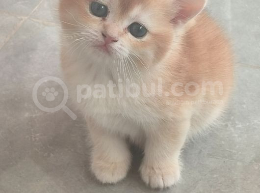 50 Günlük Bri Golden Yavru