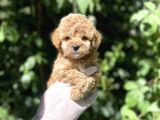 Anne Altından Toy Poodle Yavrular