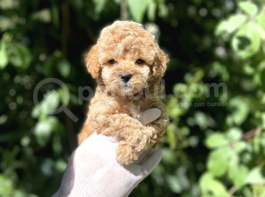 Anne Altından Toy Poodle Yavrular görsel