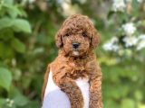 Anne altından toy poodle yavrular