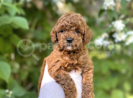 Anne Altından Toy Poodle Yavrular