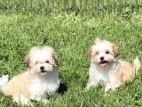 Çok güzel particolor Morkie yabrular