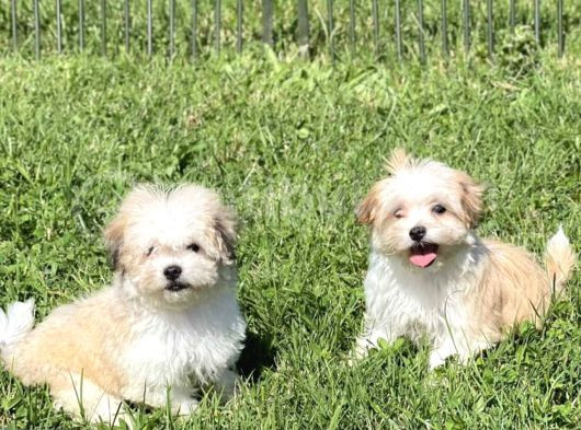 Çok Güzel Particolor Morkie Yabrular