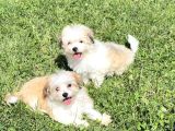 Çok Güzel Particolor Morkie Yabrular