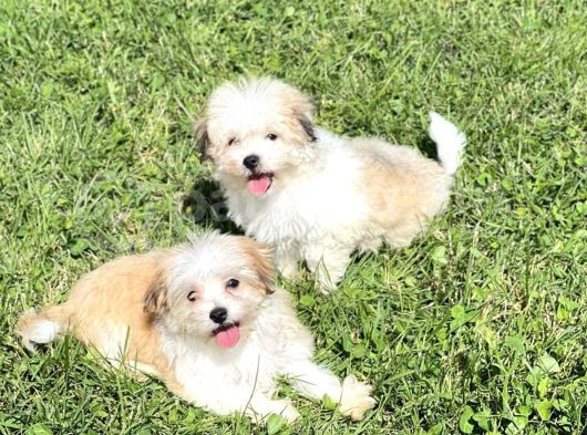Çok Güzel Particolor Morkie Yabrular görsel