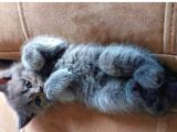 British Shorthair Di̇şi̇ Çok Güzel