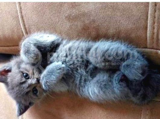 British Shorthair Di̇şi̇ Çok Güzel görsel