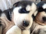 30 günlük SAFKAN Husky Yavrularım