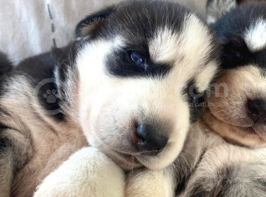 30 Günlük Safkan Husky Yavrularım