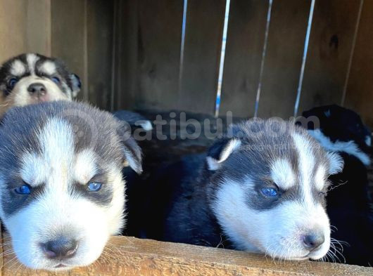 30 Günlük Safkan Husky Yavrularım görsel