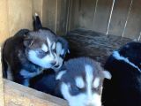30 Günlük Safkan Husky Yavrularım