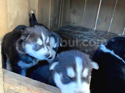 30 Günlük Safkan Husky Yavrularım görsel