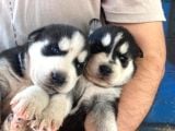 30 Günlük Safkan Husky Yavrularım